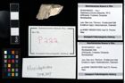 Foto (Objekt + Etikett) von Mundopsidae indet.  (NHMW-GEO-2014-0194-0222)